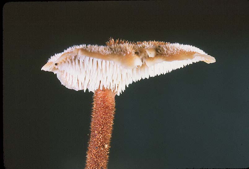 Auriscalpium vulgare